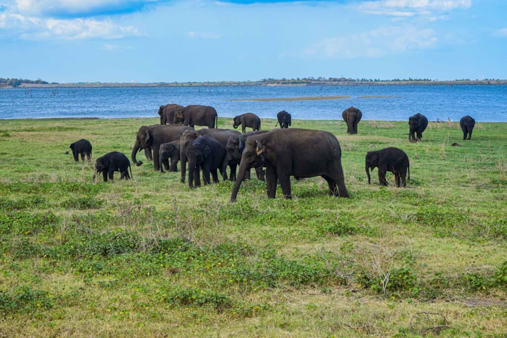 Kaudulla National park