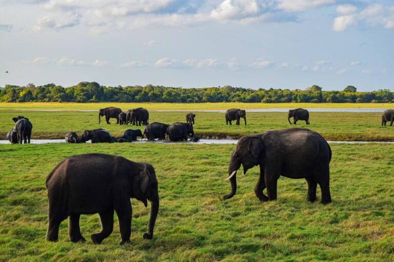 The Elephant Gathering