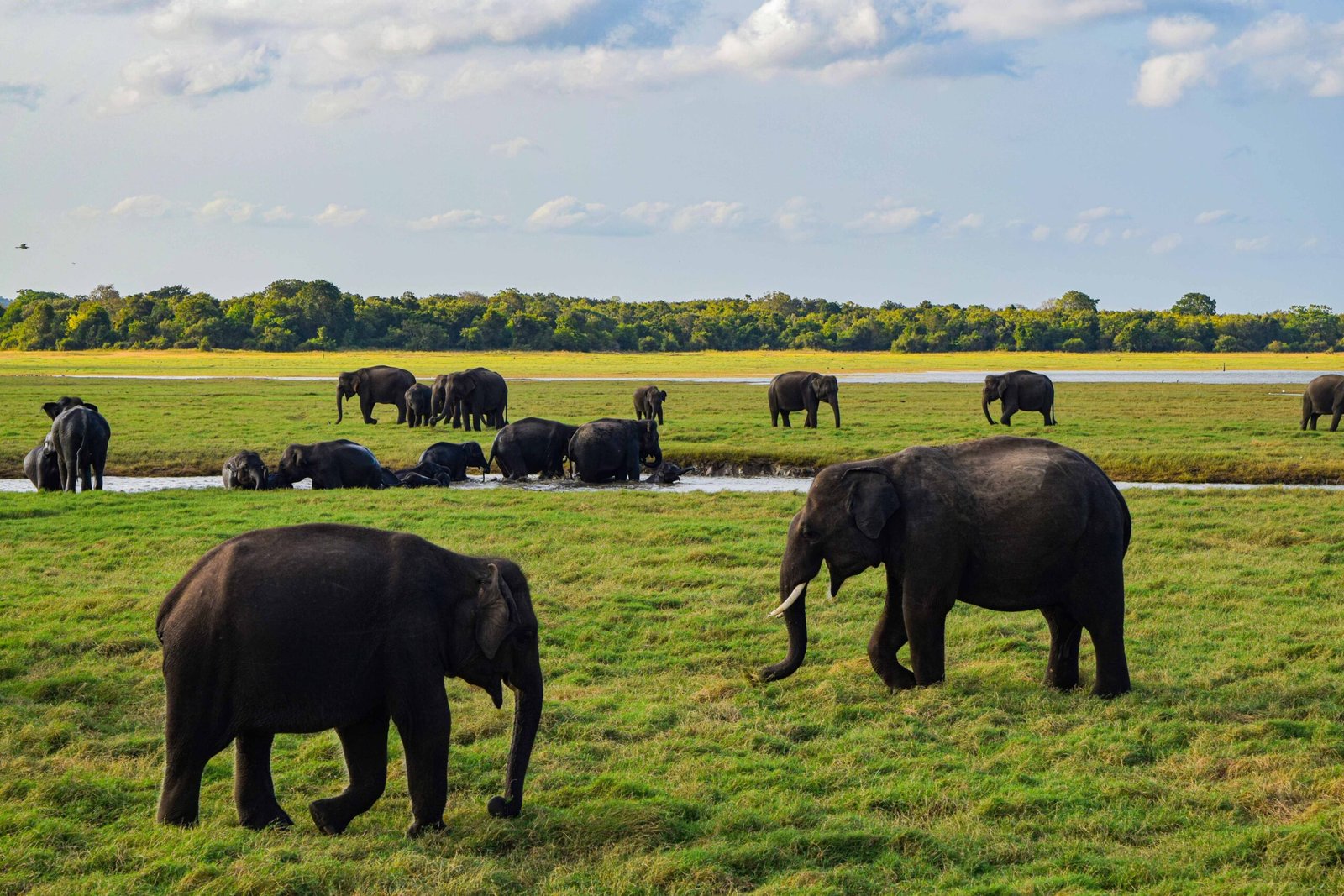 The Elephant Gathering