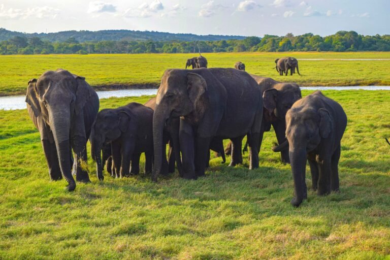minneriya elephant gathering