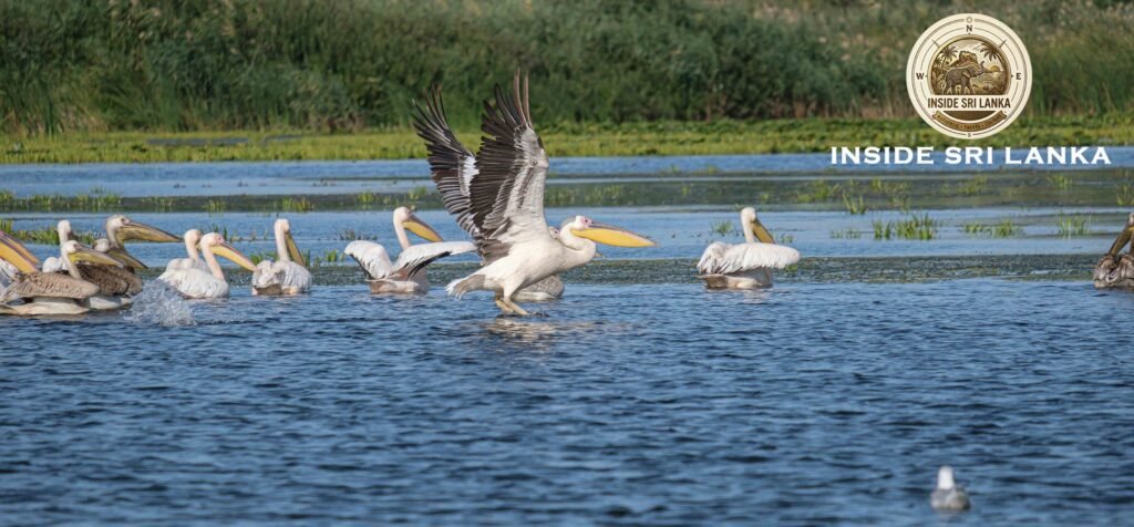 Great White Pelicans