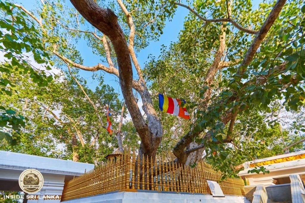 Jaya Sri Maha Bodhi