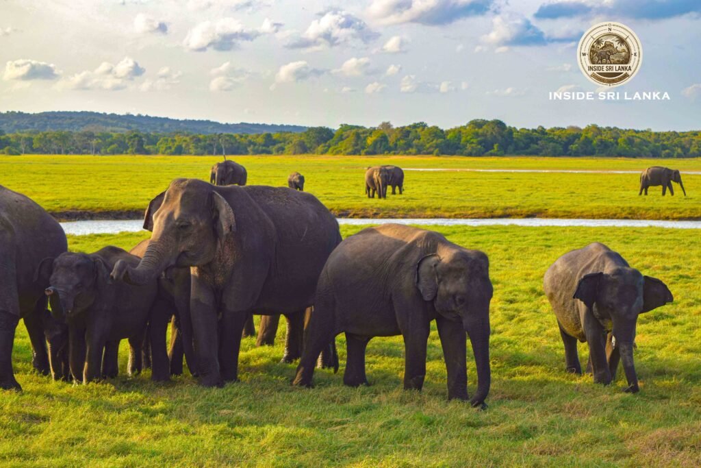 elephant gathering