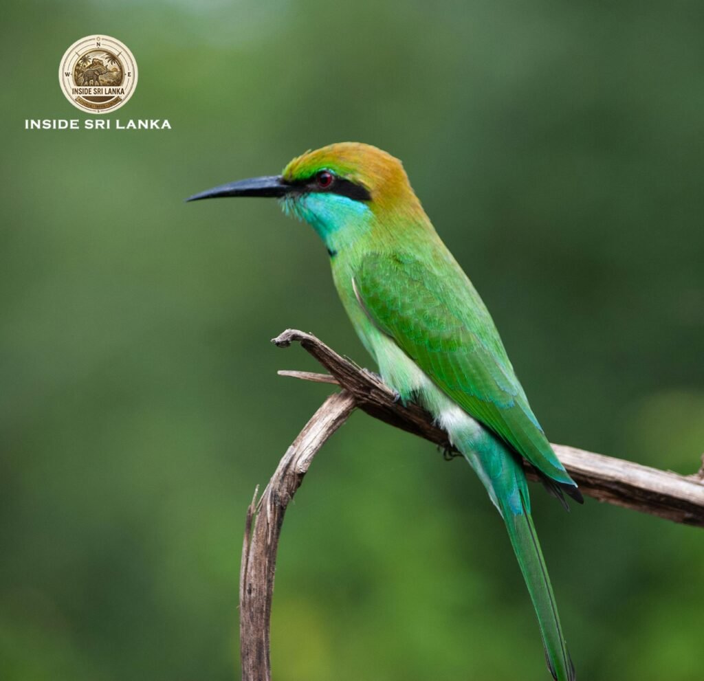 Bundala National Park