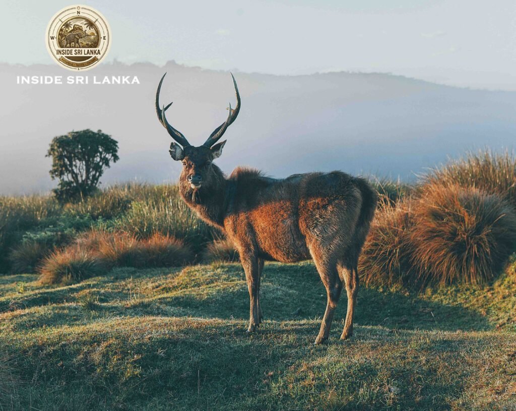 Sambar Deer
