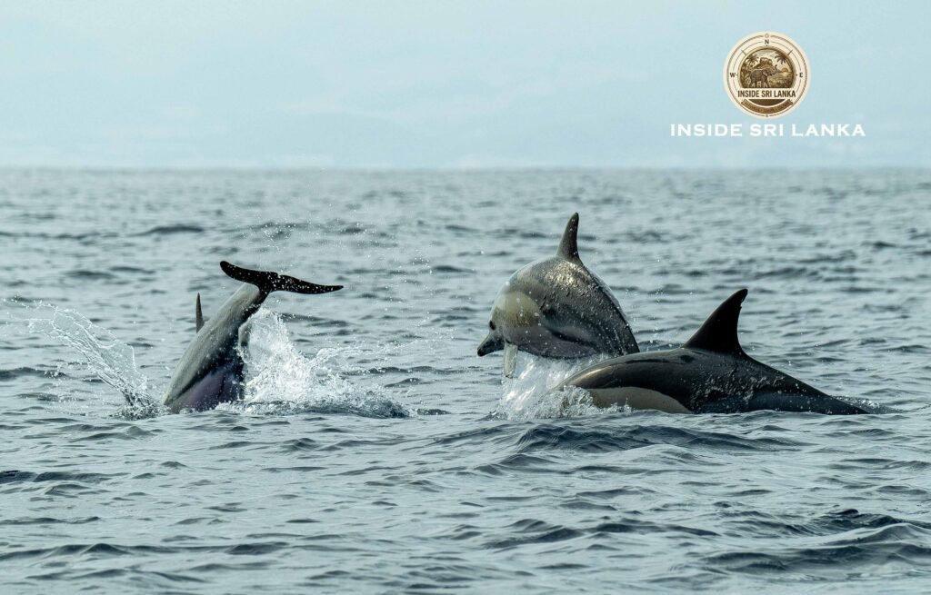 dolphins mirissa