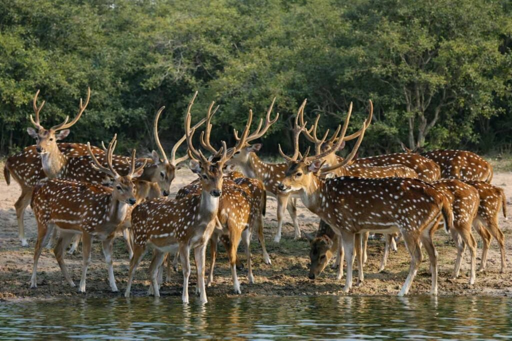 Herd of Spotted Deer