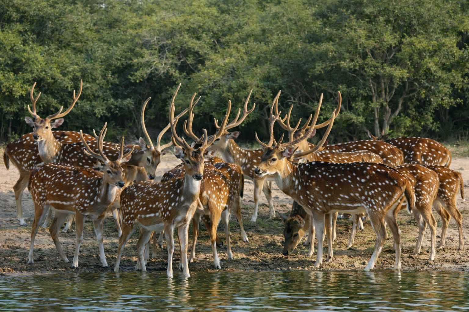 Herd of Spotted Deer