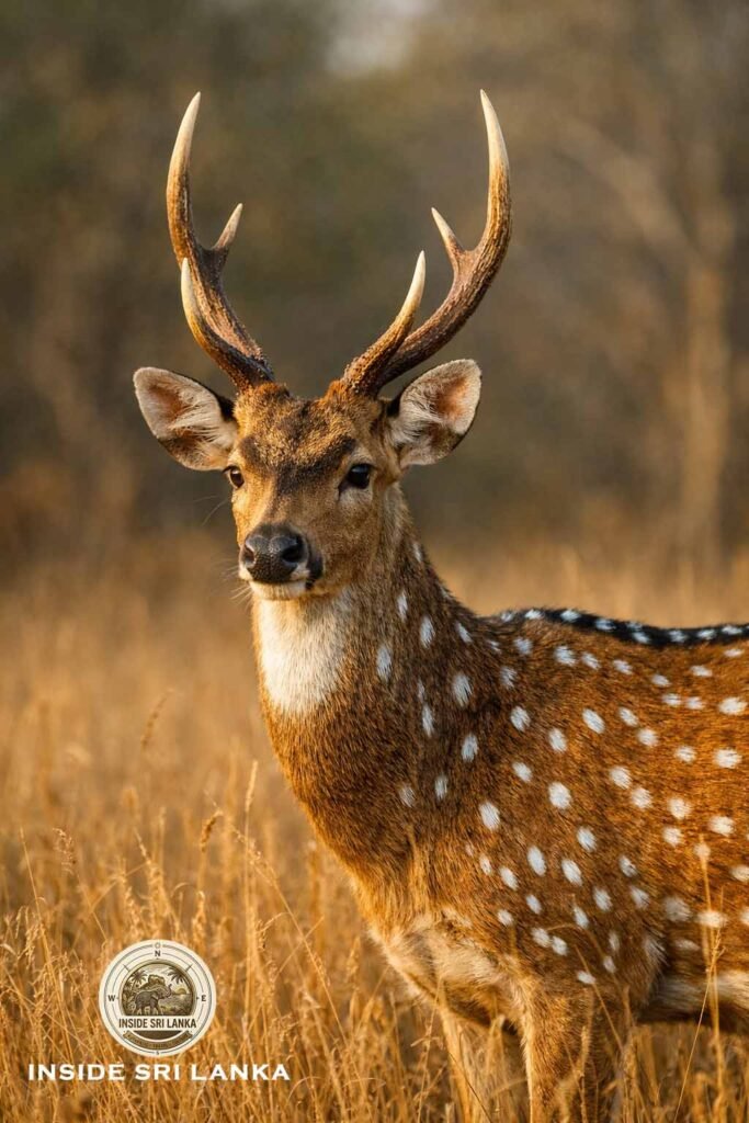 Sri Lankan Spotted Deer