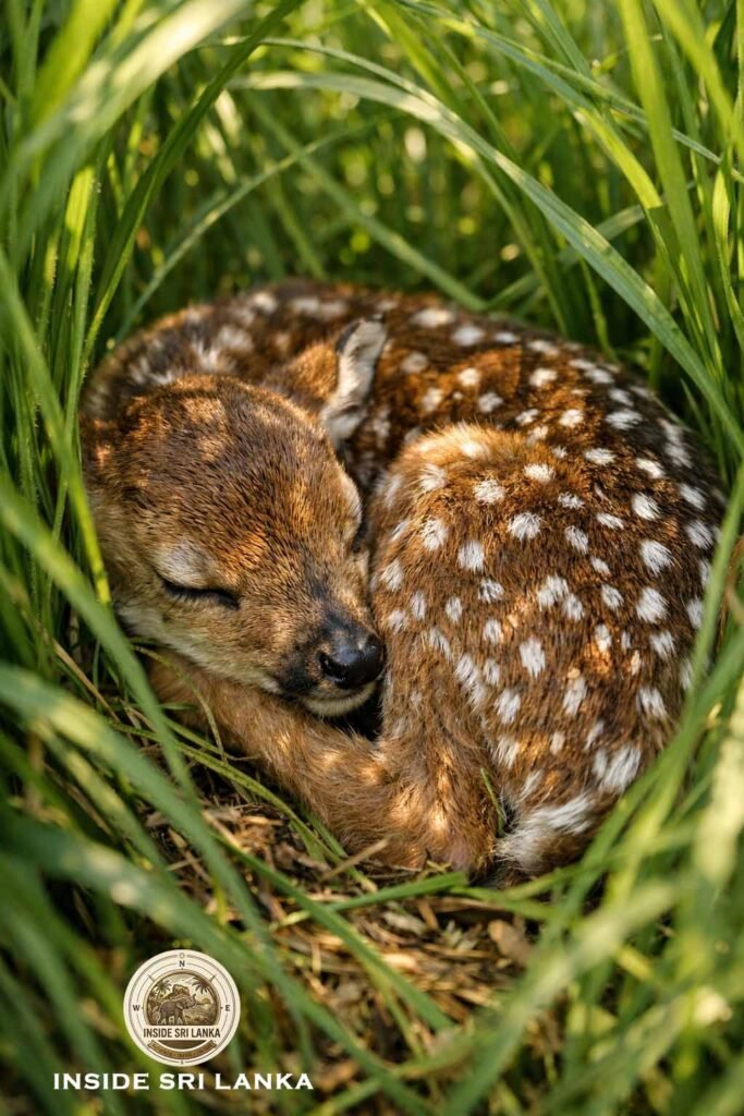 Fawn Spotted Deer