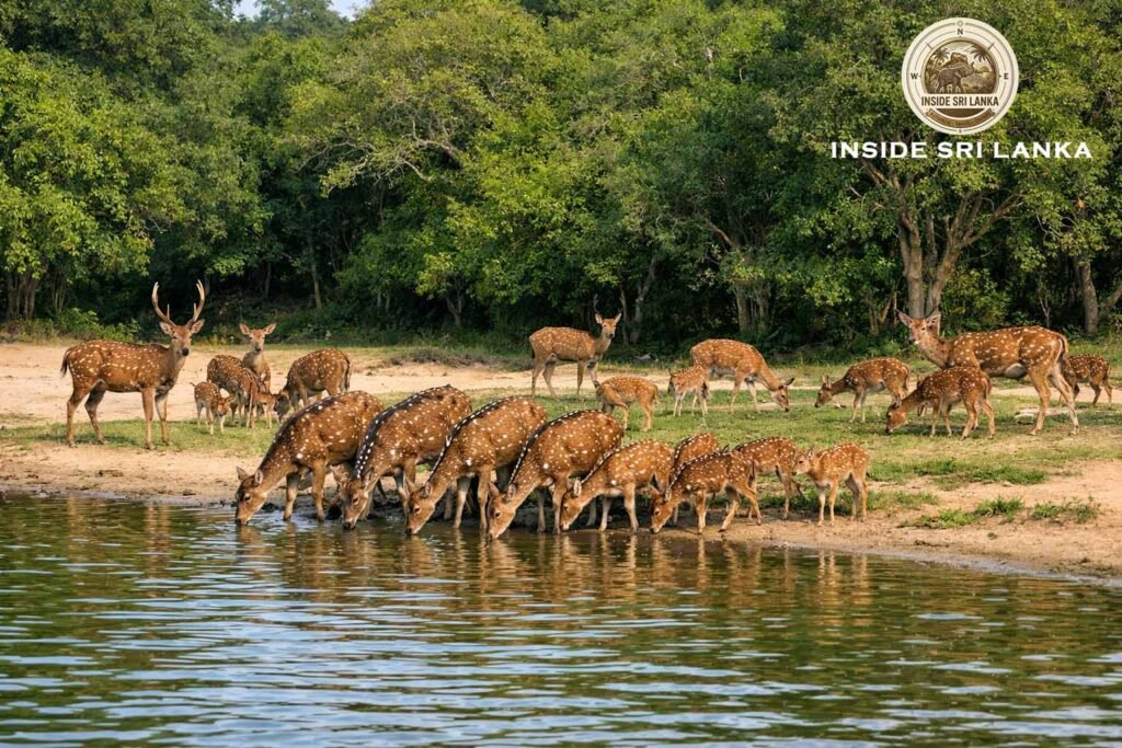 Herd Gathering Spotted Deer