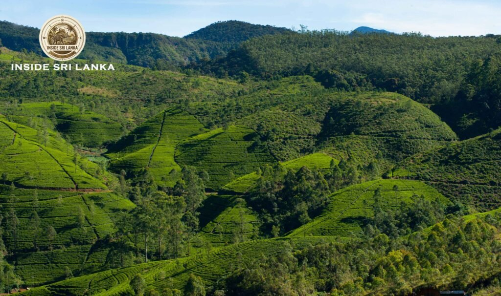 Nuwara Eliya